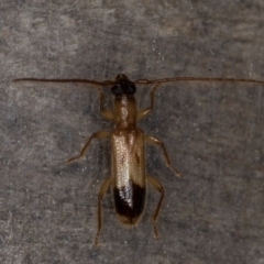 Atesta stigmosa (Longhorn or Longicorn beetle) at Melba, ACT - 13 Feb 2022 by kasiaaus