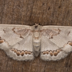 Dithalama cosmospila (Grey Spotted Wave) at Melba, ACT - 14 Feb 2022 by kasiaaus