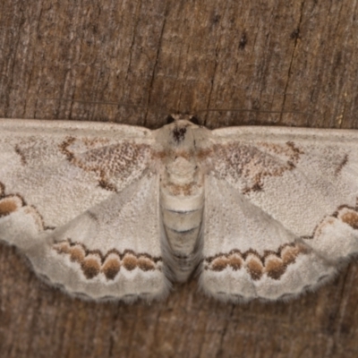 Dithalama cosmospila (Grey Spotted Wave) at Melba, ACT - 14 Feb 2022 by kasiaaus