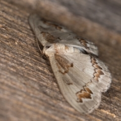 Dithalama cosmospila at Melba, ACT - 15 Feb 2022