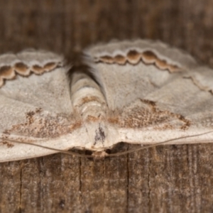 Dithalama cosmospila at Melba, ACT - 15 Feb 2022 12:07 AM