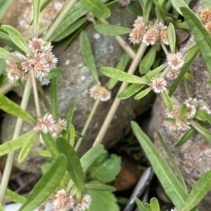 Alternanthera denticulata at Coree, ACT - 3 Apr 2022