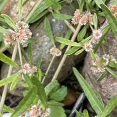 Alternanthera denticulata (Lesser Joyweed) at Lower Cotter Catchment - 3 Apr 2022 by JaneR