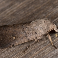 Proteuxoa hypochalchis (Black-bar Noctuid) at Melba, ACT - 14 Feb 2022 by kasiaaus