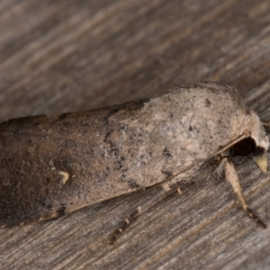 Proteuxoa hypochalchis at Melba, ACT - 15 Feb 2022 12:06 AM