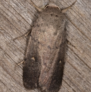 Proteuxoa hypochalchis at Melba, ACT - 15 Feb 2022 12:06 AM