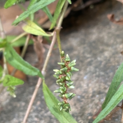 Persicaria prostrata (Creeping Knotweed) at Lower Cotter Catchment - 3 Apr 2022 by JaneR