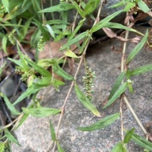 Persicaria prostrata at Coree, ACT - 3 Apr 2022 12:54 PM