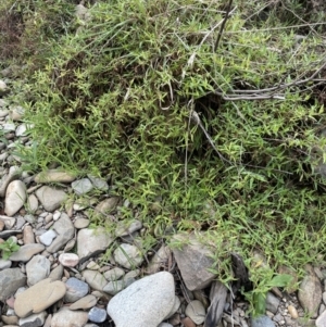 Persicaria prostrata at Coree, ACT - 3 Apr 2022 12:54 PM