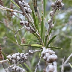 Callistemon sieberi (River Bottlebrush) at Lower Cotter Catchment - 3 Apr 2022 by JaneR