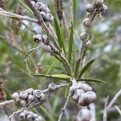 Callistemon sieberi (River Bottlebrush) at Lower Cotter Catchment - 3 Apr 2022 by JaneR