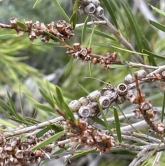 Callistemon sieberi at Coree, ACT - 3 Apr 2022