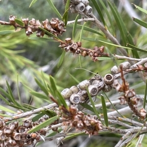 Callistemon sieberi at Coree, ACT - 3 Apr 2022 02:14 PM