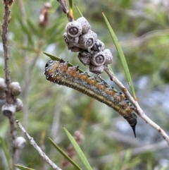 Pterygophorus cinctus (Bottlebrush sawfly) at Coree, ACT - 3 Apr 2022 by JaneR