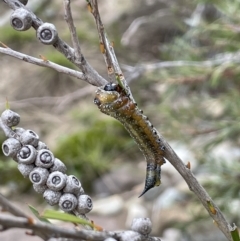 Pterygophorus cinctus at Coree, ACT - 3 Apr 2022