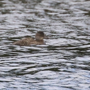 Oxyura australis at Isabella Plains, ACT - 3 Apr 2022