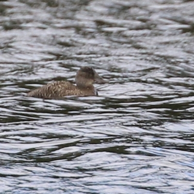 Oxyura australis (Blue-billed Duck) at Upper Stranger Pond - 3 Apr 2022 by RodDeb