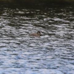 Oxyura australis at Isabella Plains, ACT - 3 Apr 2022