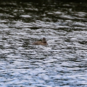 Oxyura australis at Isabella Plains, ACT - 3 Apr 2022