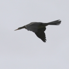 Anhinga novaehollandiae (Australasian Darter) at Fyshwick, ACT - 3 Apr 2022 by RodDeb