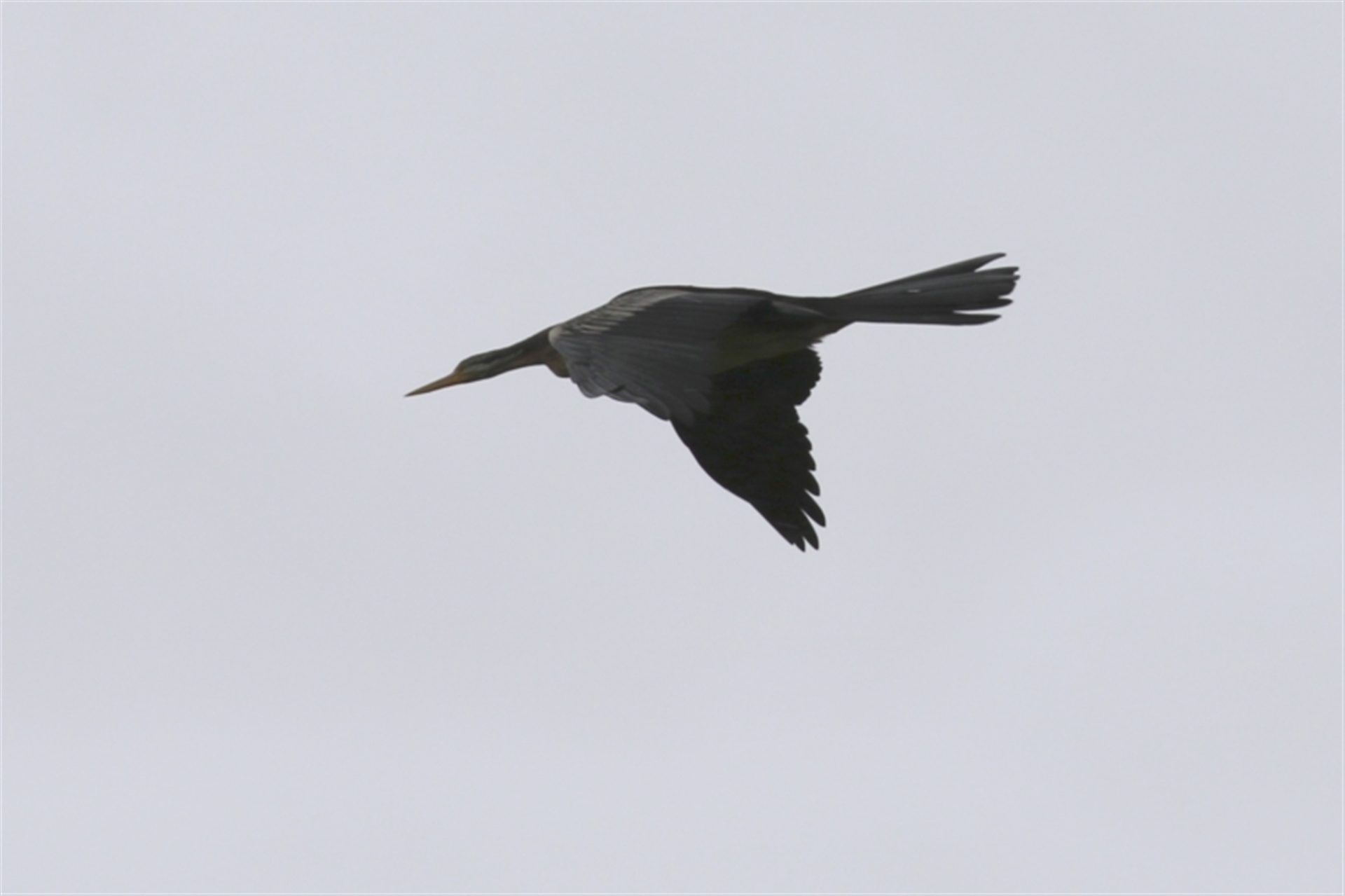 Anhinga novaehollandiae at Fyshwick, ACT Canberra Nature Map