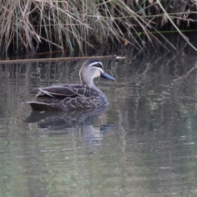 Anas superciliosa (Pacific Black Duck) at Fyshwick, ACT - 3 Apr 2022 by RodDeb