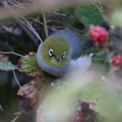 Zosterops lateralis (Silvereye) at Fyshwick, ACT - 3 Apr 2022 by RodDeb