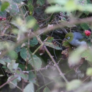 Zosterops lateralis at Fyshwick, ACT - 3 Apr 2022