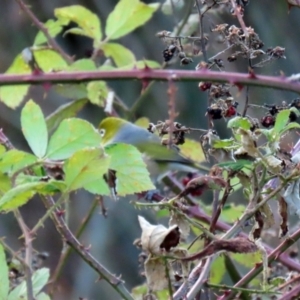 Zosterops lateralis at Fyshwick, ACT - 3 Apr 2022