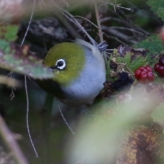 Zosterops lateralis at Fyshwick, ACT - 3 Apr 2022