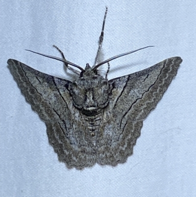 Hypobapta tachyhalotaria (Varied Grey) at Jerrabomberra, NSW - 3 Apr 2022 by SteveBorkowskis