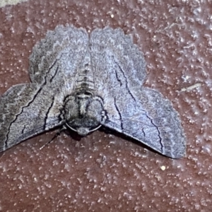 Hypobapta tachyhalotaria at Jerrabomberra, NSW - suppressed