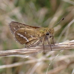 Taractrocera papyria at Cook, ACT - 23 Mar 2022 08:53 AM