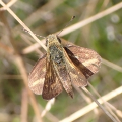 Taractrocera papyria at Cook, ACT - 23 Mar 2022 08:53 AM