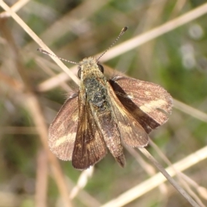 Taractrocera papyria at Cook, ACT - 23 Mar 2022 08:53 AM