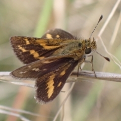 Taractrocera papyria at Cook, ACT - 23 Mar 2022 08:53 AM