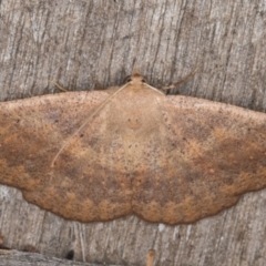 Idiodes apicata (Bracken Moth) at Melba, ACT - 15 Feb 2022 by kasiaaus