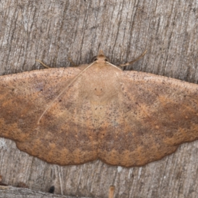 Idiodes apicata (Bracken Moth) at Melba, ACT - 14 Feb 2022 by kasiaaus
