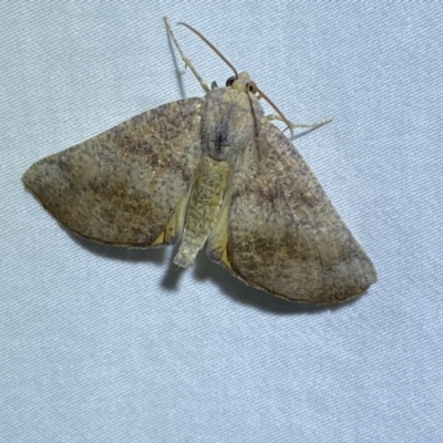 Mnesampela privata (Autumn Gum Moth) at QPRC LGA - 3 Apr 2022 by Steve_Bok