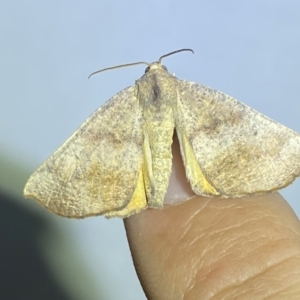 Mnesampela privata at Jerrabomberra, NSW - suppressed