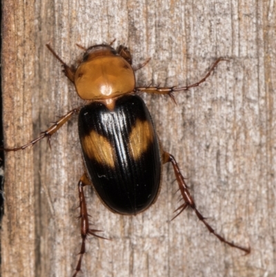 Phyllotocus bimaculatus (Nectar scarab) at Melba, ACT - 15 Feb 2022 by kasiaaus