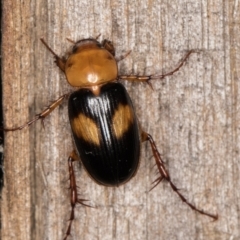 Phyllotocus bimaculatus (Nectar scarab) at Melba, ACT - 14 Feb 2022 by kasiaaus