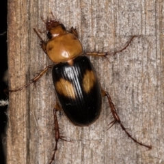 Phyllotocus bimaculatus at Melba, ACT - 15 Feb 2022 12:12 AM