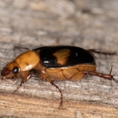 Phyllotocus bimaculatus at Melba, ACT - 15 Feb 2022 12:12 AM