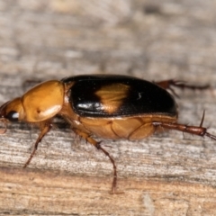 Phyllotocus bimaculatus at Melba, ACT - 15 Feb 2022