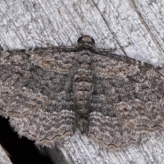 Zermizinga sinuata (Lucerne Looper, Spider Moth) at Melba, ACT - 14 Feb 2022 by kasiaaus