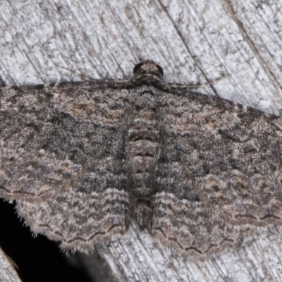 Zermizinga sinuata (Lucerne Looper, Spider Moth) at Melba, ACT - 15 Feb 2022 by kasiaaus