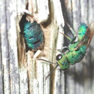 Chrysididae (family) at Belconnen, ACT - 30 Mar 2022