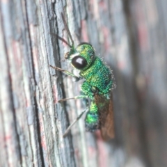Chrysididae (family) at Belconnen, ACT - 30 Mar 2022