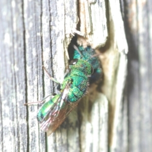 Chrysididae (family) at Belconnen, ACT - 30 Mar 2022